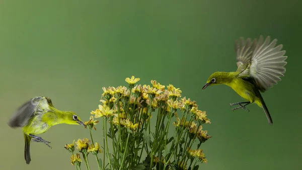 青い背景に黄色い花の蜜を食べる2羽の白い鳥 — ストック写真