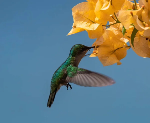 黄色の花の上にアンティルネの紋章入りのハチドリが — ストック写真