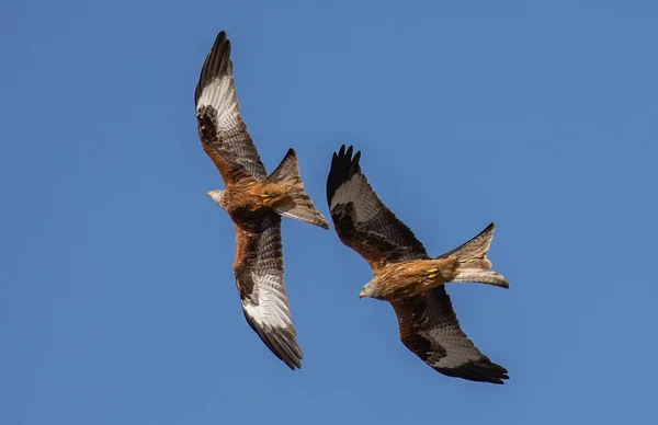 Низкоугольный Снимок Двух Коричневых Воздушных Птиц Летящих Синему Небу Солнечный — стоковое фото