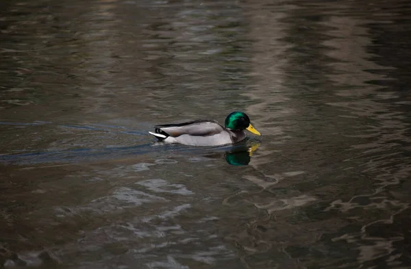 Schöne Grüne Ente Schwimmt Teich Frühling — Stockfoto