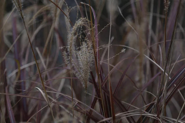 Gros Plan Tiges Herbe Sauvage Objet Sélectionné — Photo