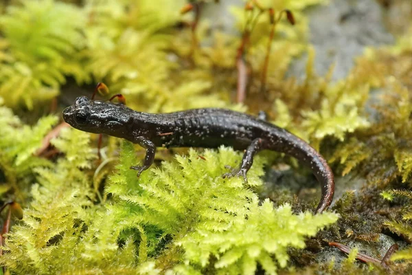 Closeup Dark Colored Juvenile Aneides Ferreus Clouded Salamander Sitting Green — Stock Photo, Image