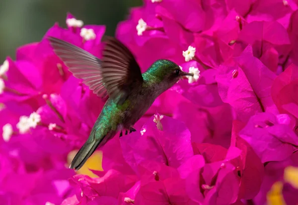 Egy Közeli Kép Egy Kolibriről Amint Repül Közeledik Virágokhoz Kertben — Stock Fotó