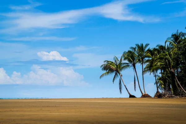 Eine Faszinierende Landschaft Mit Hohen Palmen Und Blauem Himmel — Stockfoto