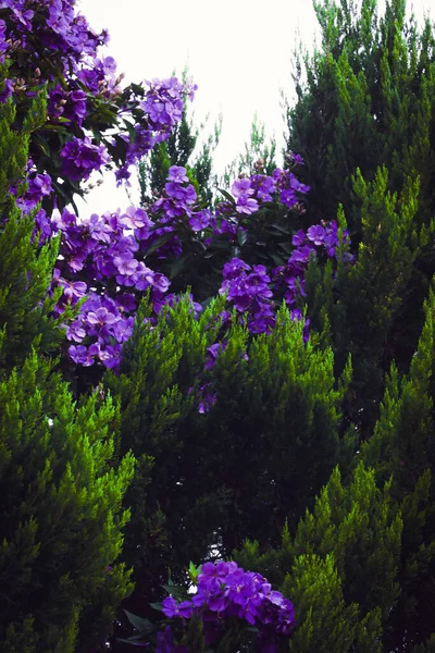 Uma Bela Foto Jacaranda Meio Arbustos Verdes — Fotografia de Stock