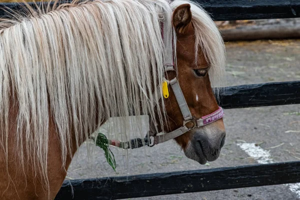 エケベック オスロ ノルウェーのポニー — ストック写真