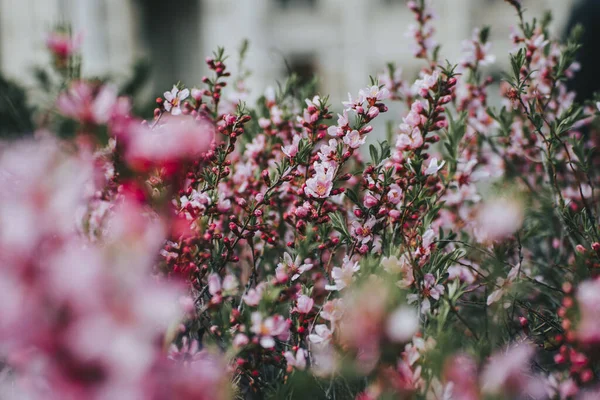 Primer Plano Almendra Rusa Enana Prunus Tenella Arbusto Con Flores —  Fotos de Stock