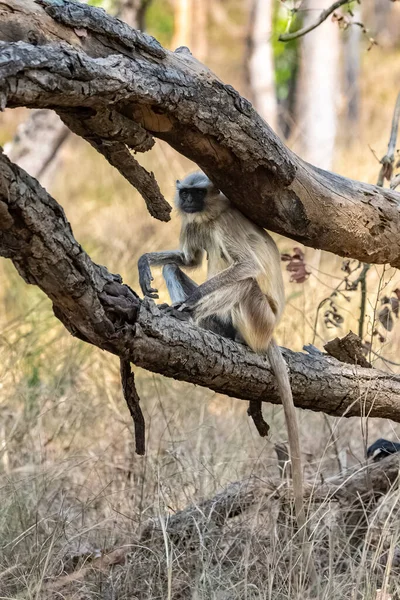 Gray Langur Monkey Sitting Branch India Madhya Pradesh — Stock Photo, Image