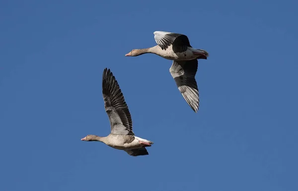 A Flying Canada geese on a blue sky