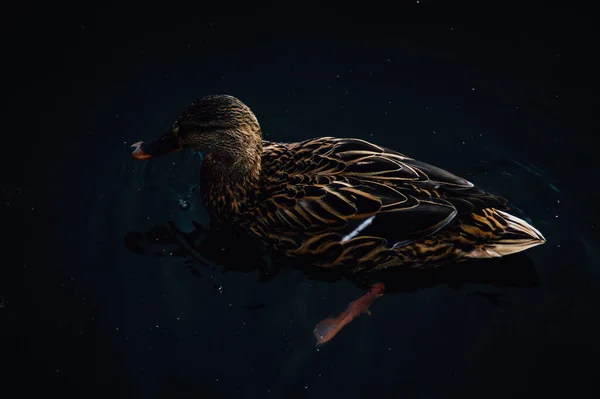 Nahaufnahme Einer Stockente Die Blauen Dunklen Wasser Schwimmt — Stockfoto