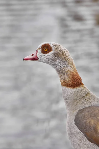 Vertical Closeup Egyptian Goose Looking Aside Lake — Stock Photo, Image