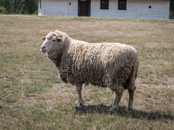 Large Fluffy Sheep Rural Field — Stock Photo, Image