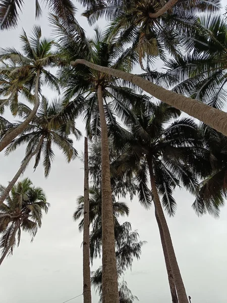 High Coconut Palms Cluster Sky Background Beach India — Stock Photo, Image