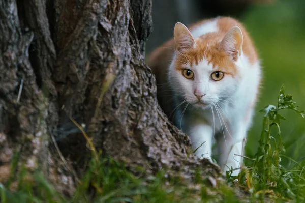 Närbild Skott Turkisk Van Katt Skapa Bredvid Ett Träd Stam — Stockfoto