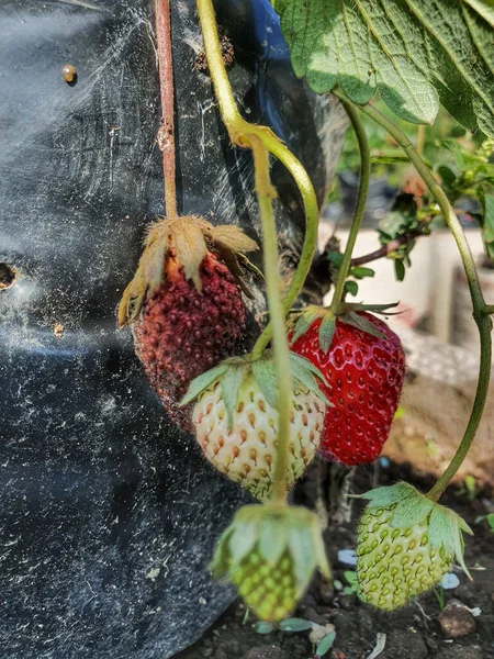 Vertical Closeup Hanging Strawberries Selected Focus — Stock Photo, Image