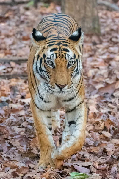 Tiger Som Vandrer Skogen India Madhya Pradesh – stockfoto