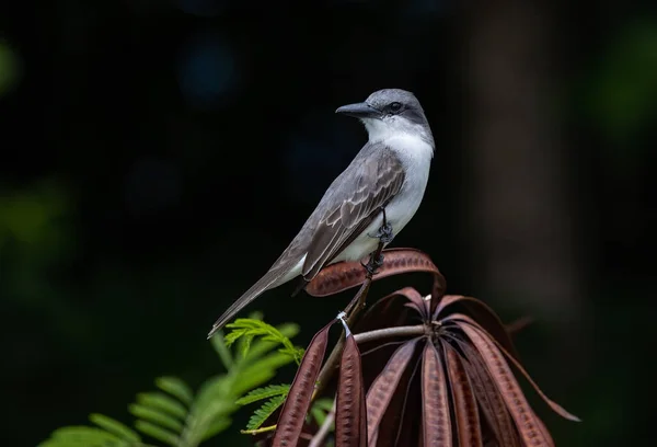 Gri Kingbird Ormandaki Bir Dalda Durduğu Güzel Bir Kare — Stok fotoğraf