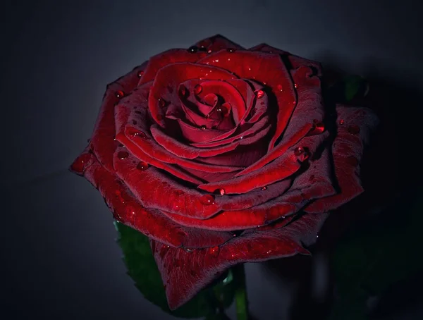 Eine Nahaufnahme Einer Feuchten Roten Rose — Stockfoto