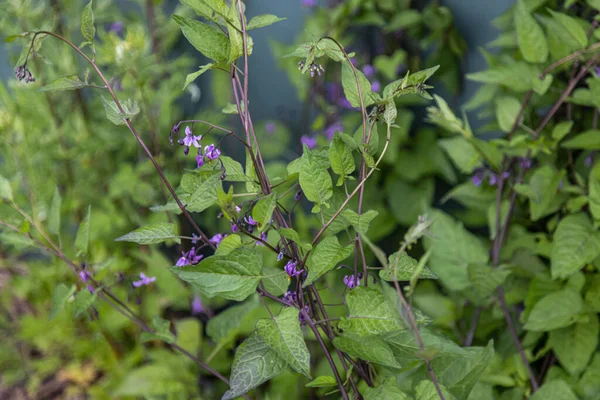 Nightshades Bittersweet Solanum Dulcamara — Stock Photo, Image