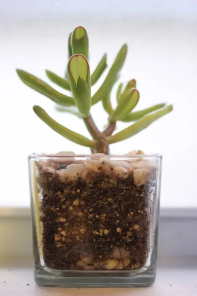 Вертикальний Знімок Домашньої Рослини Сукуленти Скляному Горщику — стокове фото