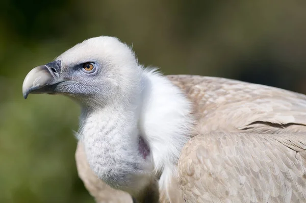 Closeup Shot Griffon Vulture Zoo Madrid Spain — Stock Photo, Image