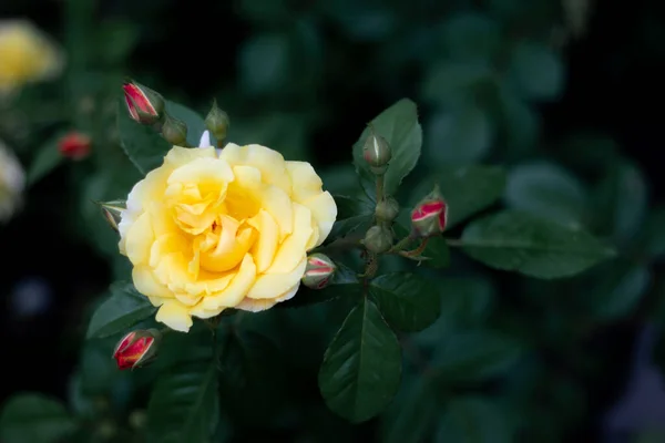 Dieses Foto Zeigt Eine Wunderschöne Gelbe Rose Einem Rosengarten Budapest — Stockfoto