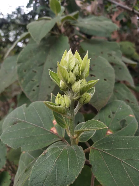 Clerodendrum Infortunatum Brote Flores Preparándose Clerodendrum Infortunatum Bhat Hill Glory — Foto de Stock