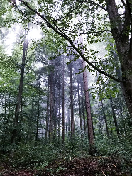 Vertikální Záběr Dlouhých Zelených Stromů Lese Slunečními Paprsky — Stock fotografie