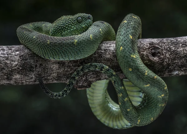 Egy Közeli Kép Egy Zöld Vipera Kígyó Elszigetelt Homályos Háttér — Stock Fotó