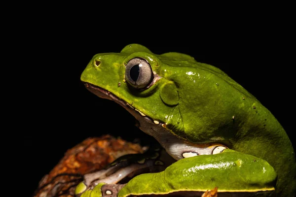 It is a large frog that expels a poison that is used in rituals by shamans, this poison is given to people and causes hallucinations