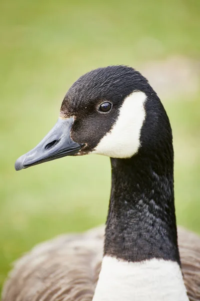 加拿大鹅或加拿大鹅Branta Canadensis的垂直特写 — 图库照片