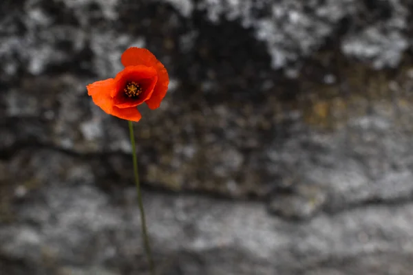 一种背景模糊的橙红色罂粟花的浅色聚焦镜头 — 图库照片