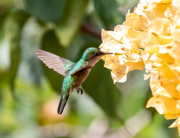 Close Shot Hummingbird Flying Approaching Flowers Garden Spring — Stock Photo, Image