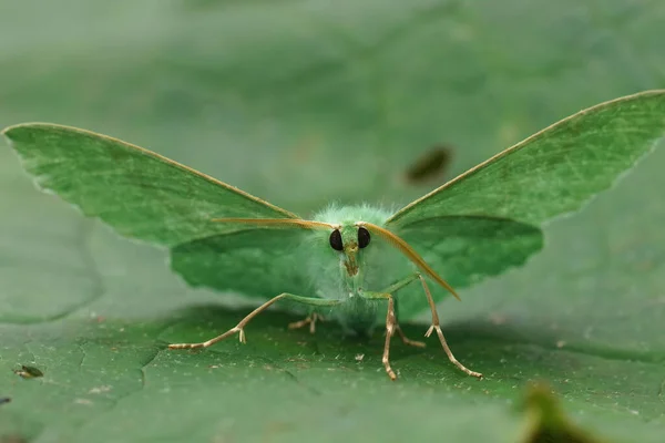 エメラルドの幾何学的蛾の柔らかい前頭葉 緑の葉の上に開いた翼を持つGeometra Papilionaria — ストック写真