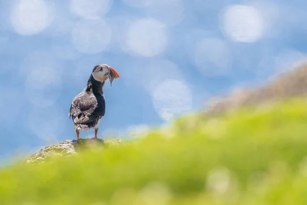 Zbliżenie Puffina Ptaka Siedzącego Przybrzeżnej Skale — Zdjęcie stockowe