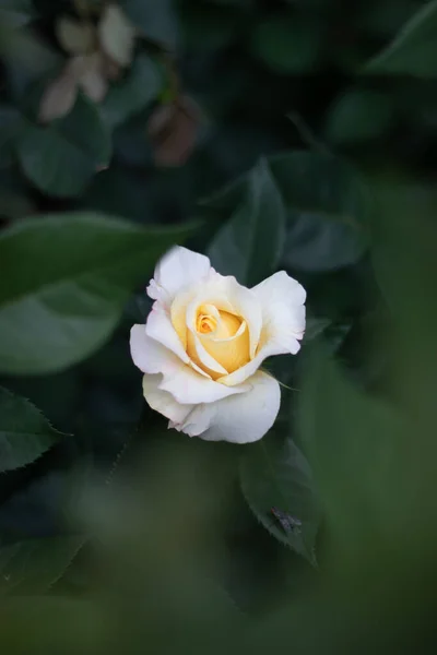 Cette Photo Montre Une Magnifique Rose Jaune Dans Une Roseraie — Photo