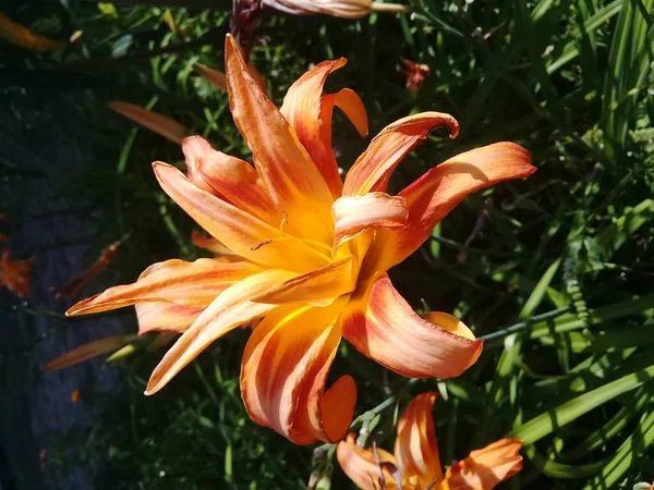 Gros Plan Une Belle Fleur Lis Orangé Poussant Dans Jardin — Photo