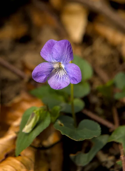 Soft Focus Common Dog Violet Flower Blooming Woods — Stock Photo, Image