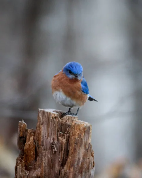 Shallow Focus Shot Bluebird Perched Cut Tree Trunk — Stock Photo, Image