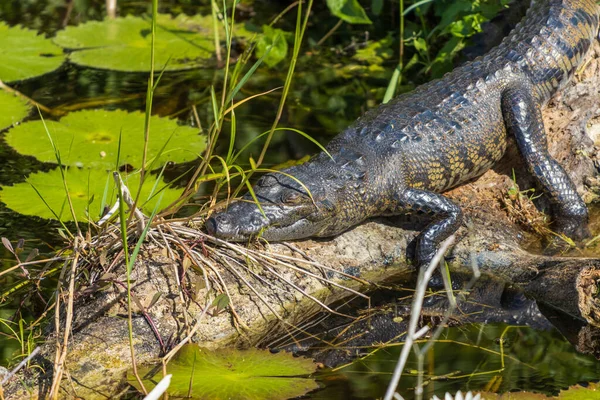 Крокодил Морле Известный Мексиканский Крокодил Белизский Крокодил Спящий Багажнике Болоте — стоковое фото