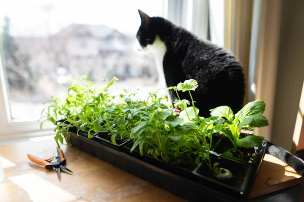 Starting Tomato Seedlings Indoors Prepare Gardening — Stock Photo, Image