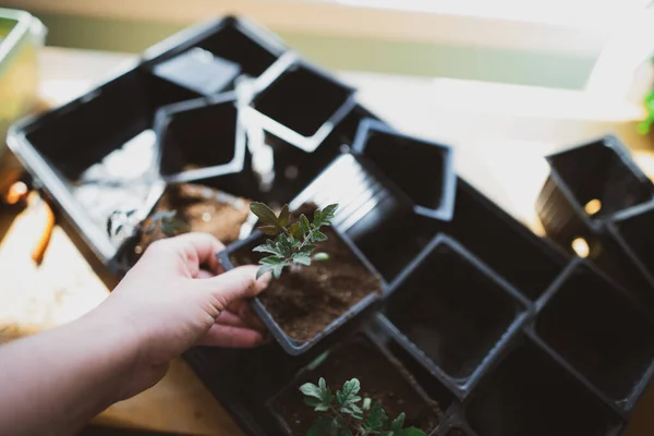 Starting Tomato Seedlings Indoors Prepare Gardening — Stock Photo, Image