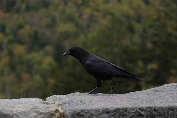 Primer Plano Cuervo Una Pared Piedra Contra Denso Bosque — Foto de Stock