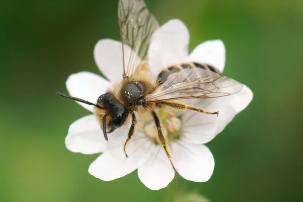 Großaufnahme Einer Männlichen Bergbaubiene Andrena Flavipes Generation Auf Einer Weißen — Stockfoto