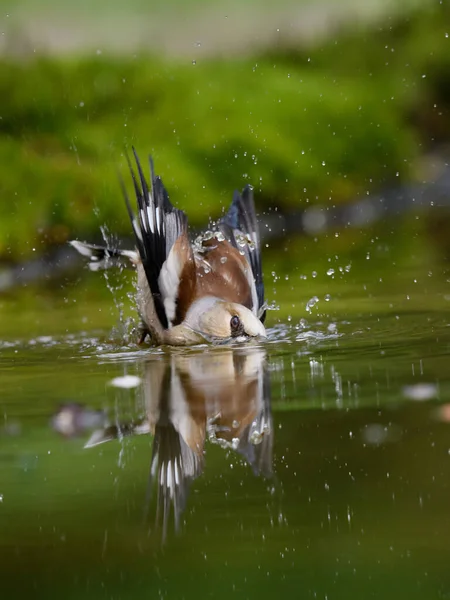 Tiro Vertical Pássaro Bico Grosso Comum Nadando Lagoa — Fotografia de Stock