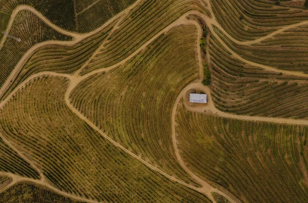 Vista Aérea Das Vinhas Terraços Vale Douro Portugal — Fotografia de Stock