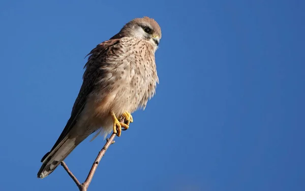 Een Ondiepe Focus Van Een Vrouwelijke Torenvalk Een Takje — Stockfoto