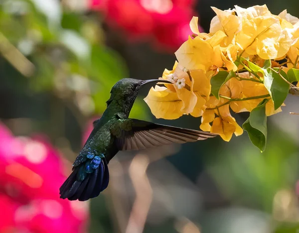 Grund Fokus Skott Grön Halsade Carib Utfodring Froma Gul Blomma — Stockfoto