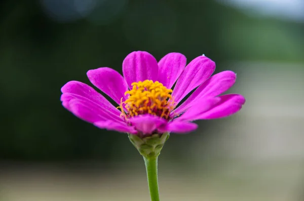 Close Purple Zinnia Flower — Stock Photo, Image