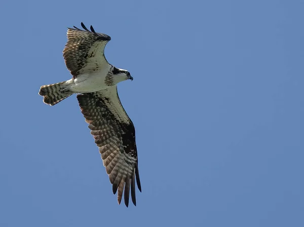 Μια Χαμηλή Γωνία Ενός Πουλιού Osprey Που Πετάει Στον Γαλάζιο — Φωτογραφία Αρχείου